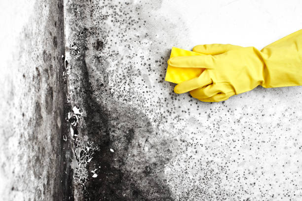 Best Mold Damage Repair  in Cornelia, GA