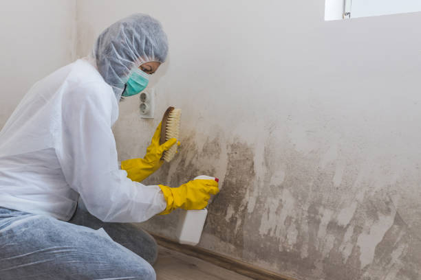 Mold Removal Process in Cornelia, GA