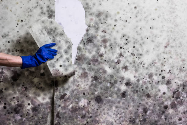 Home Mold Removal in Cornelia, GA